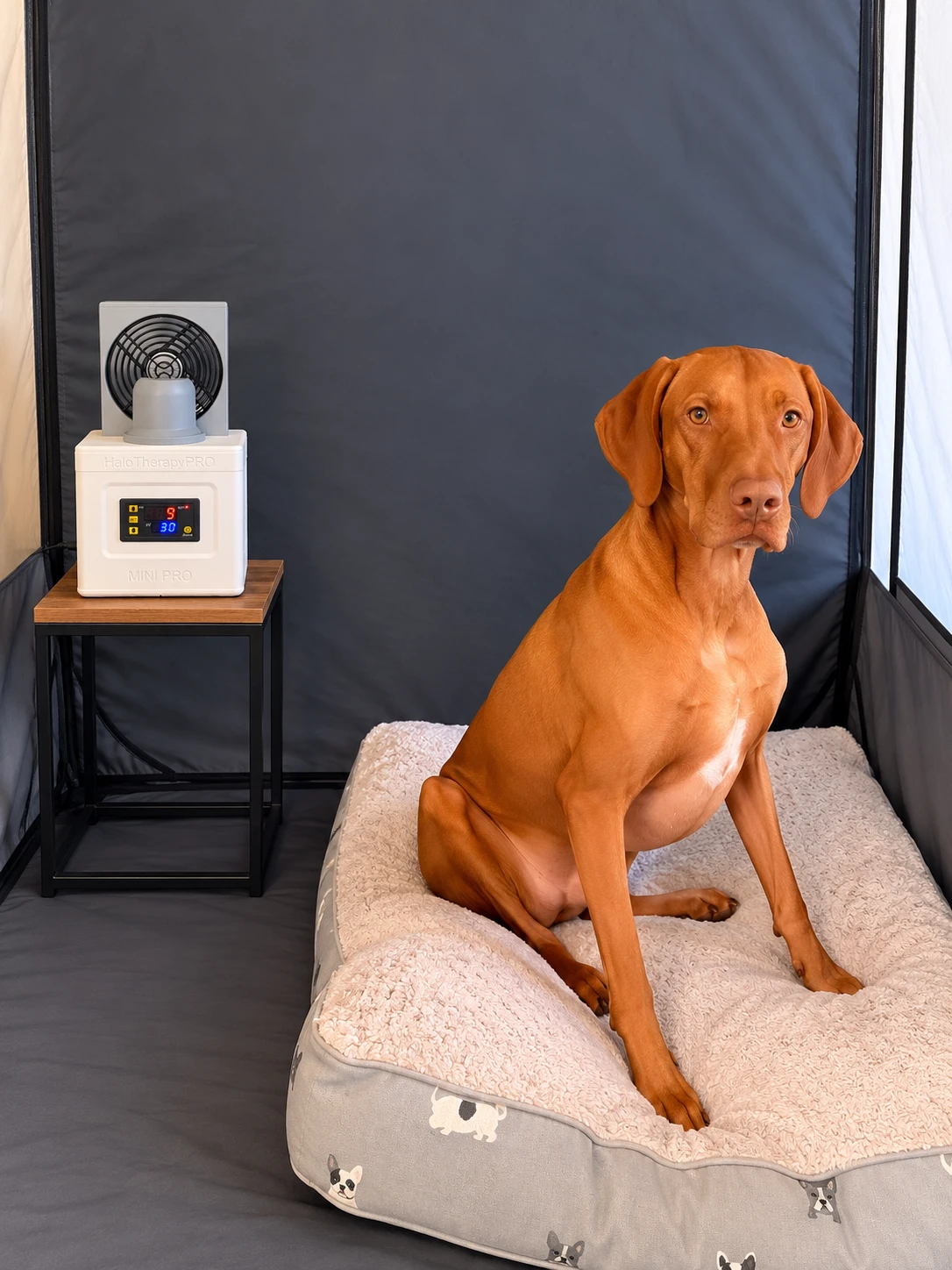A dog seated on a bed beside a HaloTherapyPRO halogenerator inside a tent
